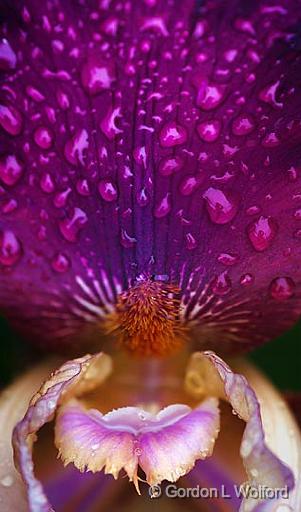 Wet Purple Iris_00716-7.jpg - Photographed near Carleton Place, Ontario, Canada.